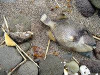 One beach had a variety of dead fish...